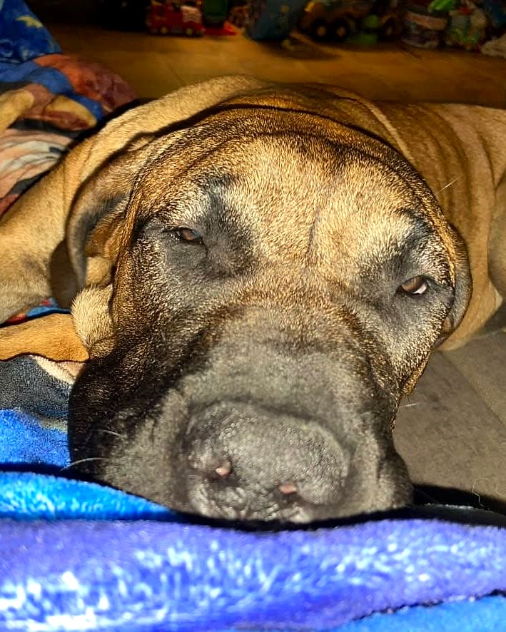 Freyja, notre femelle Dogue des Canaries, au repos sur son plaid