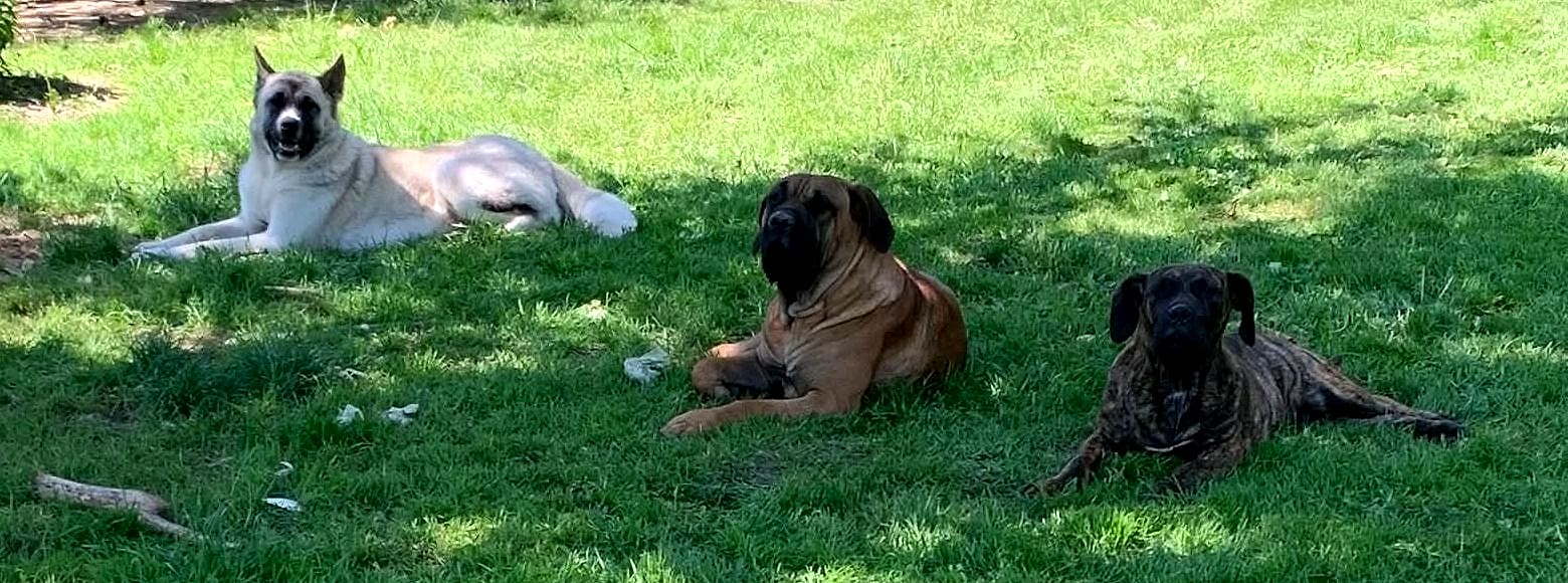 Kyra, notre Akita, avec Freyja et Vyper, nos Dogues des Canaries, couchées ensemble dans le jardin