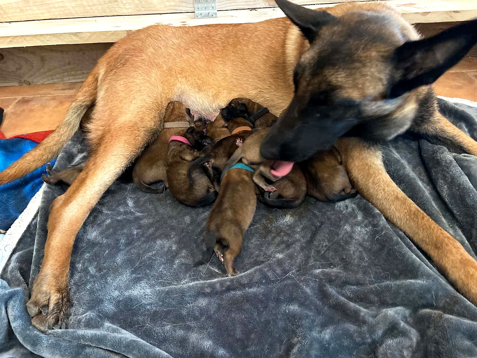 Saya qui allaite et lèche ses chiots nouveau-nés
